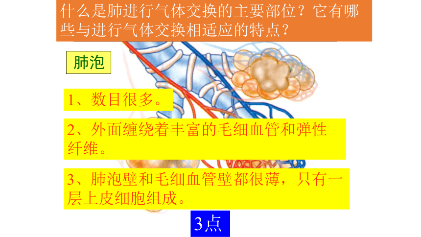 3.2.1人体与外界的气体交换课件(共28张PPT)济南版 七年级下册