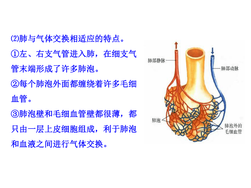 苏教版生物七年级下册 第十章 第三节  人体和外界环境的气体交换课件(共22张PPT)