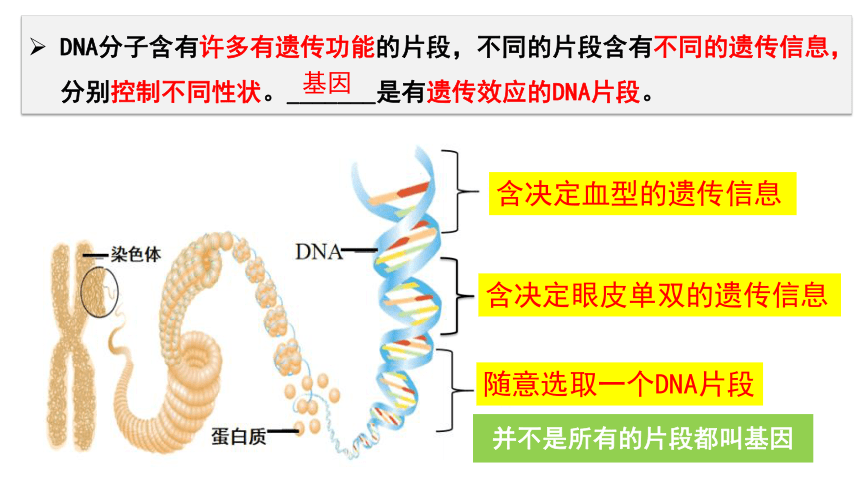 7.2.2 基因在亲子代间的传递 课件 (共23张PPT)人教版生物八年级下册