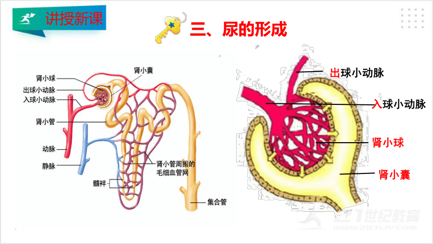 4.5人体内废物的排出 课件（30张PPT）