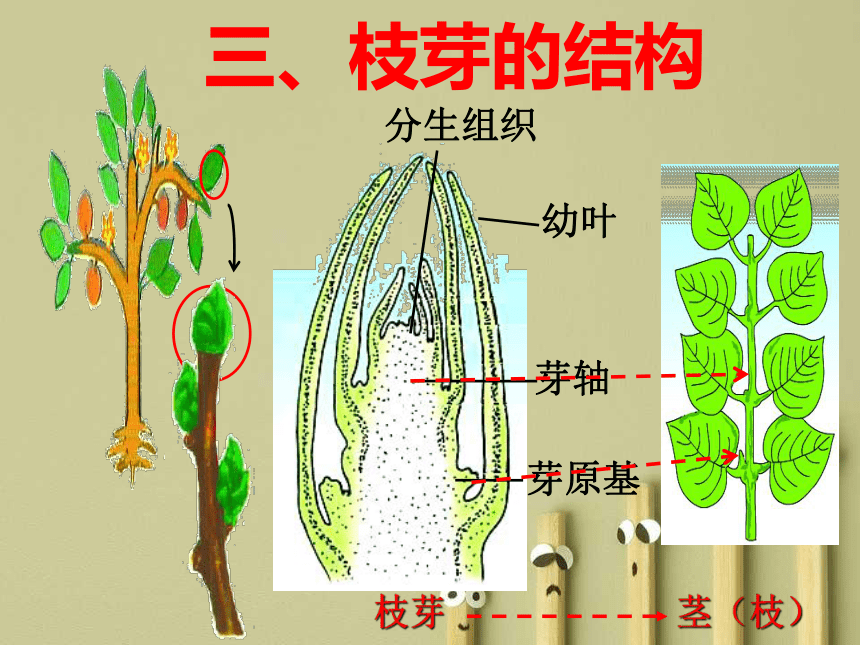 苏教版七上生物 5.4 植物茎的输导功能 课件（24张PPT）
