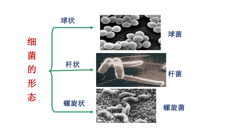 第二节 细菌 课件（27张PPT）