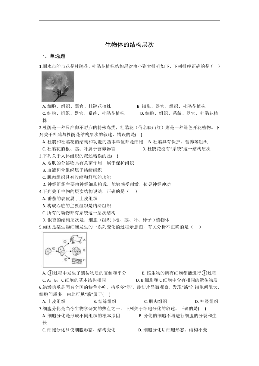 2.3 生物体的结构层次 同步练习（含解析）