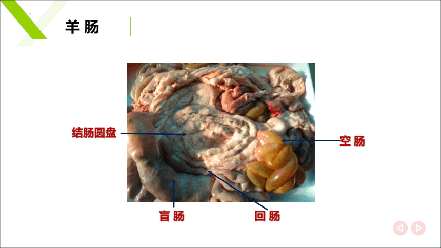 2.4肠 课件(共20张PPT)《畜禽解剖生理》同步教学（中国轻工业出版社）