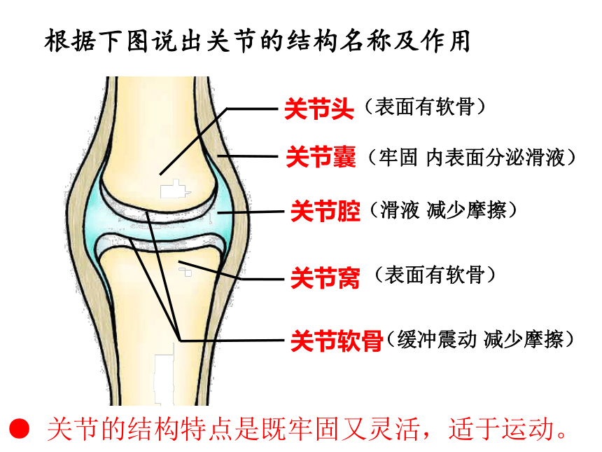 第二章第一节动物的运动 课件(共35张PPT)2021--2022学年人教版八年级生物上册