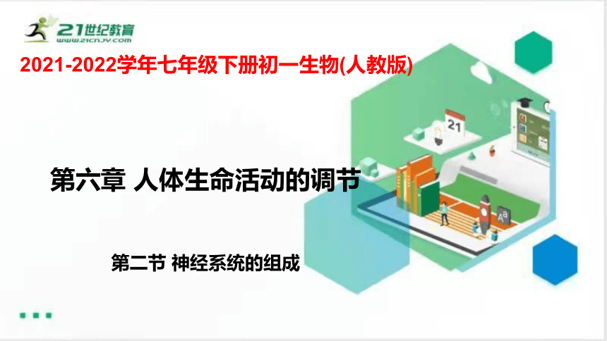 4.6.2神经系统的组成课件(共23张PPT)