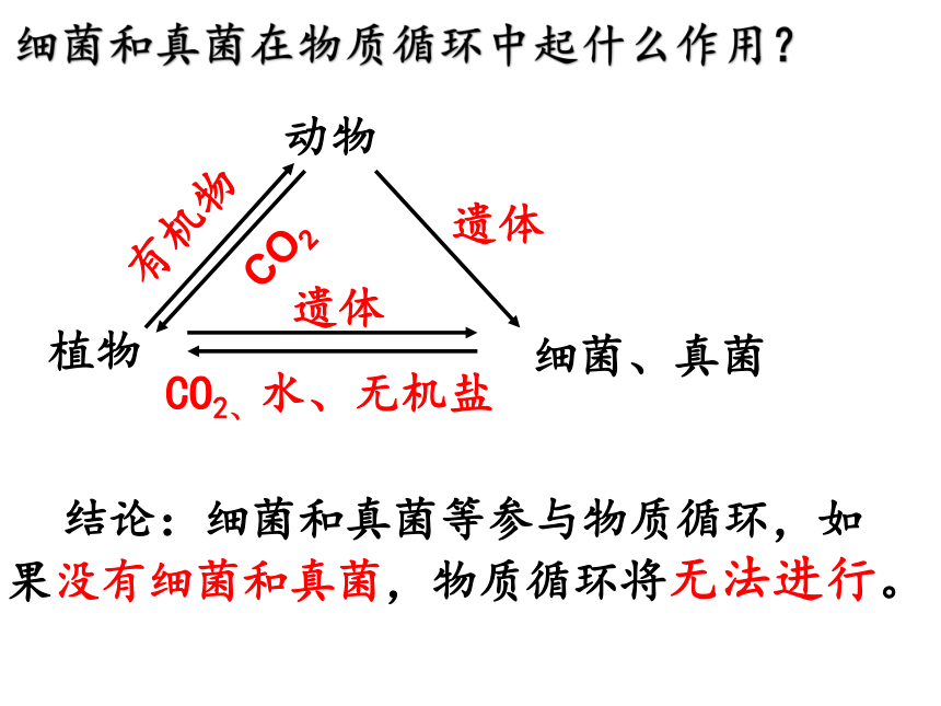 5.4.4细菌和真菌在自然界中的作用课件(共21张PPT)2021--2022学年人教版生物八年级上册