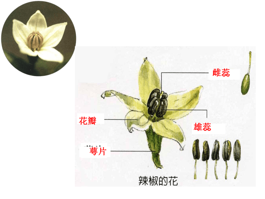 青岛版（六三制2017秋）三年级下册科学 4.11植物的花 (课件共14张PPT)