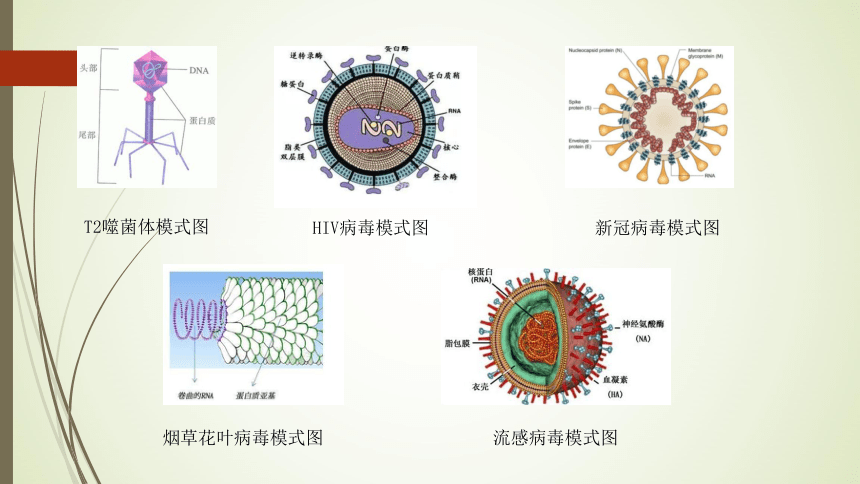 高中生物人教版必修一(2019)2.5核酸是遗传信息的携带者课件(27张)