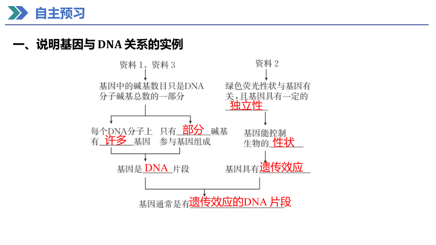 3.4 基因通常是有遗传效应的DNA片段 (共19张PPT)课件 2023-2024学年高一生物人教版（2019）必修第二册
