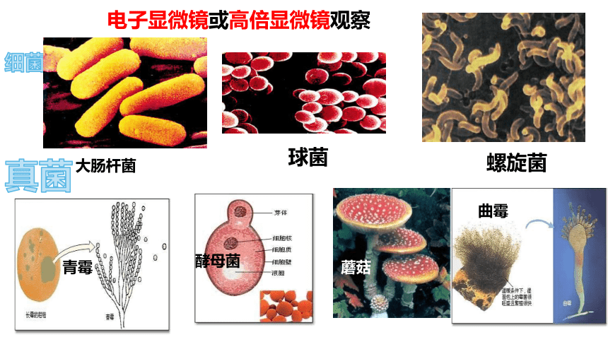 第6节 细菌和真菌的繁殖（第1课时 15张ppt）