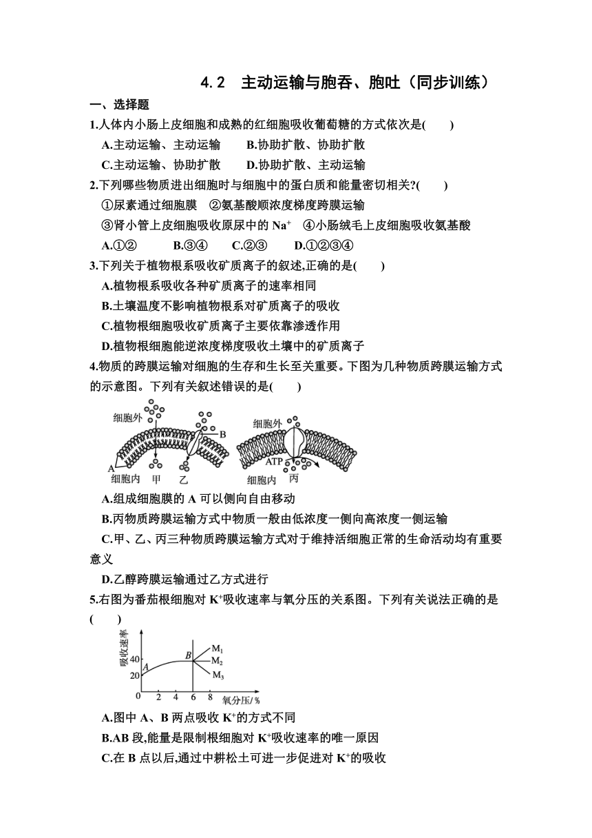 4.2主动运输与胞吞、胞吐同步训练2022-2023学年高一上学期生物人教版必修1（Word版含答案）