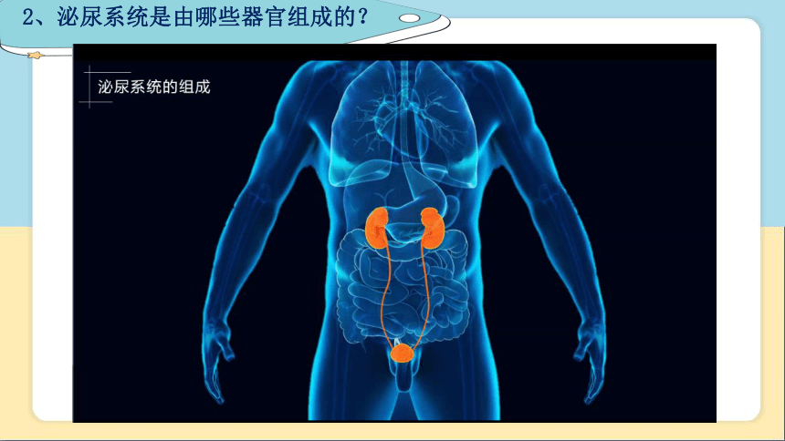 2020-2021学年人教版七年级生物下册  4.5人体内废物的排出 课件（29张PPT）