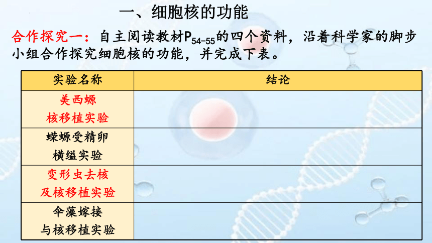3.1细胞核的结构和功能 (共28张PPT4份视频)课件  人教版（2019）高中生物必修1