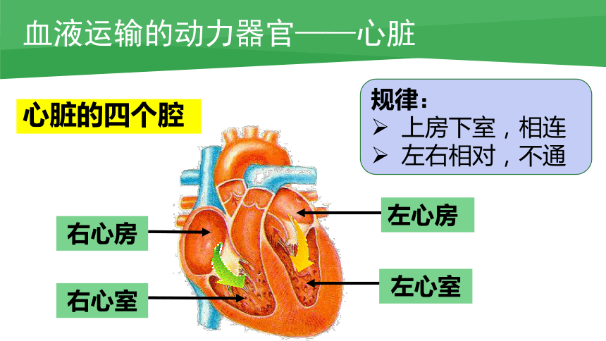 3.3.2物质运输的器官--心脏课件(共20张PPT)2022--2023学年济南版生物七年级下册