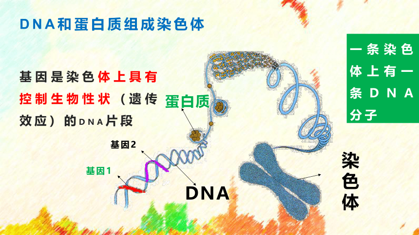 人教版八年级下册 第七单元 第二章第二节  基因在亲子代间的传递 课件（17张PPT）