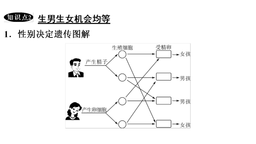 7.2.4 人的性别遗传 课件(共26张PPT)2023年春人教版八年级生物下册