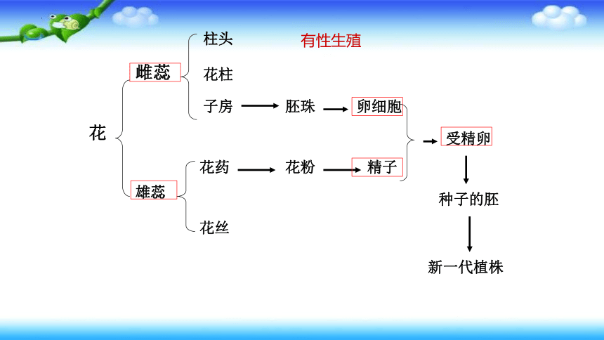 7.1.1植物的生殖课件2021—2022学年人教版生物八年级下册  课件 (共49张PPT)