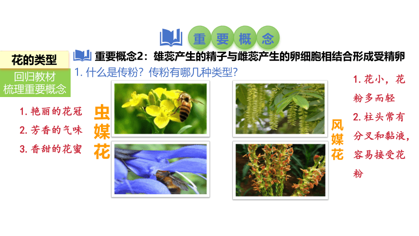 2024中考一轮复习：第8讲 被子植物的开花和结果课件(共20张PPT)