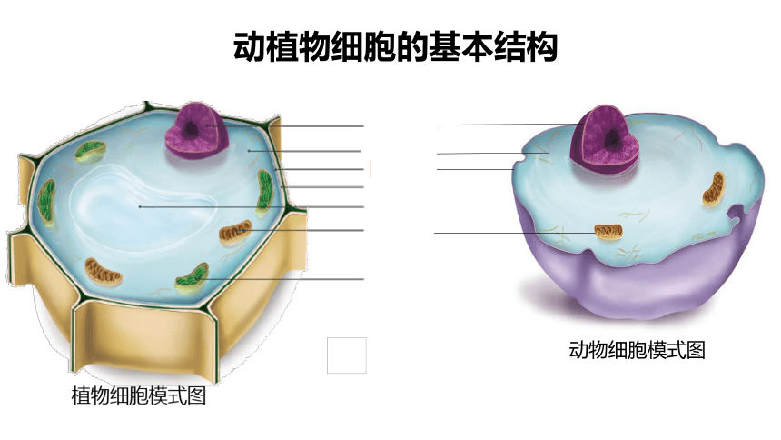 2.1.4细胞的生活课件(共32张PPT)2022--2023学年人教版七年级上册生物