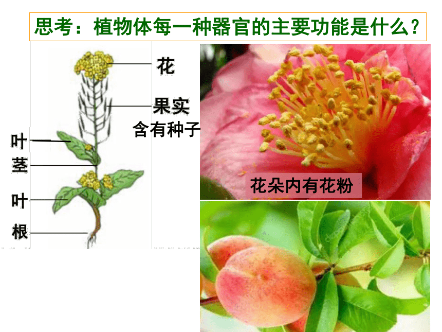 2.2.3植物体的结构层次 课件(共24张PPT)2022-2023学年人教版生物七年级上册