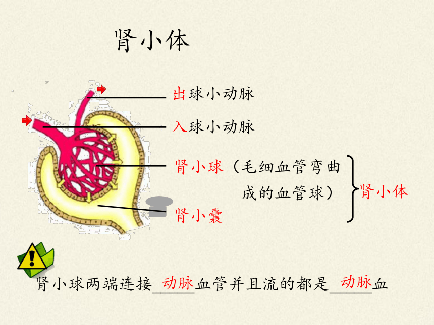 北师大版生物七年级下册 第11章 第2节 尿的形成与排出（课件）(共28张PPT)