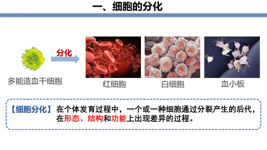 2022--2023学年人教版七年级生物上册  2.2.2 动物体的结构层次课件(共19张PPT)