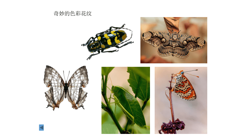 19 奇妙的昆虫 课件（47张）