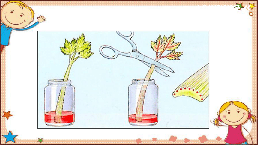 人教版生物七年级上册3.3 《绿色植物与生物圈的水循》 课件(共36张PPT)