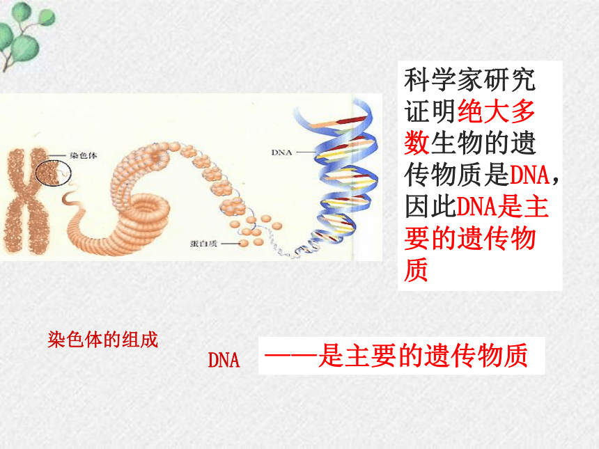 20.2性状遗传的物质基础课件(共23张PPT)