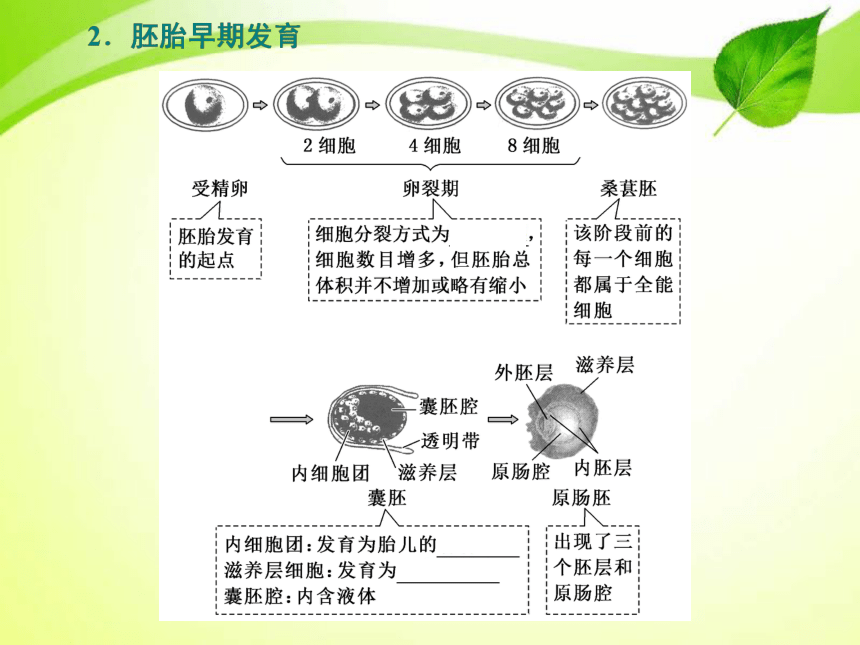 高三一轮复习：生物技术与工程 第3讲 胚胎工程（共53张PPT）