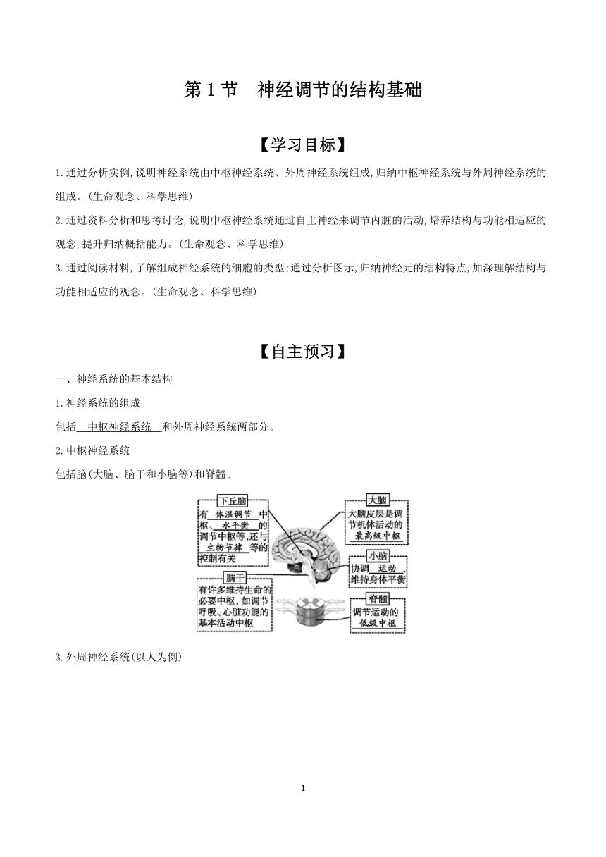 2.1 神经调节的结构基础   学案 2023-2024学年高二生物人教版（2019）选择性必修1