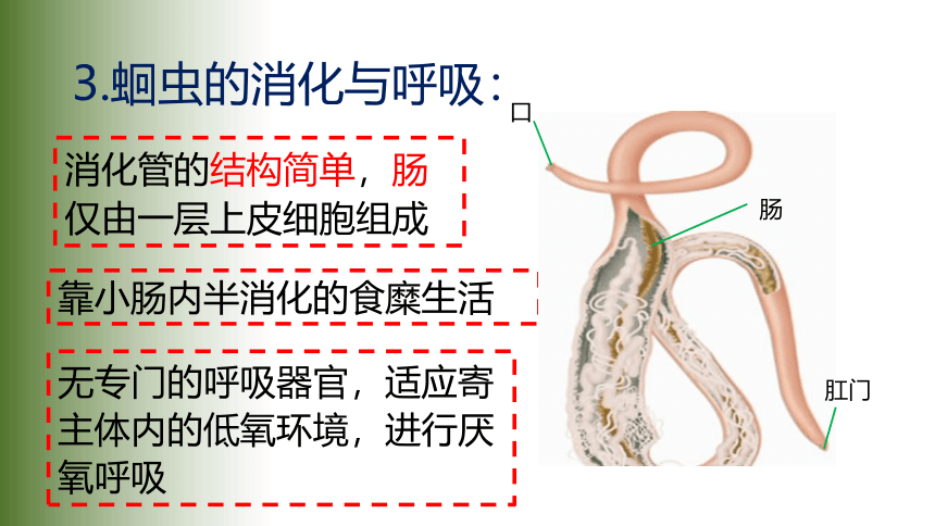 2021——2022学年人教版八年级生物上册5.1.2. 线形动物和环节动物课件（28张PPT）