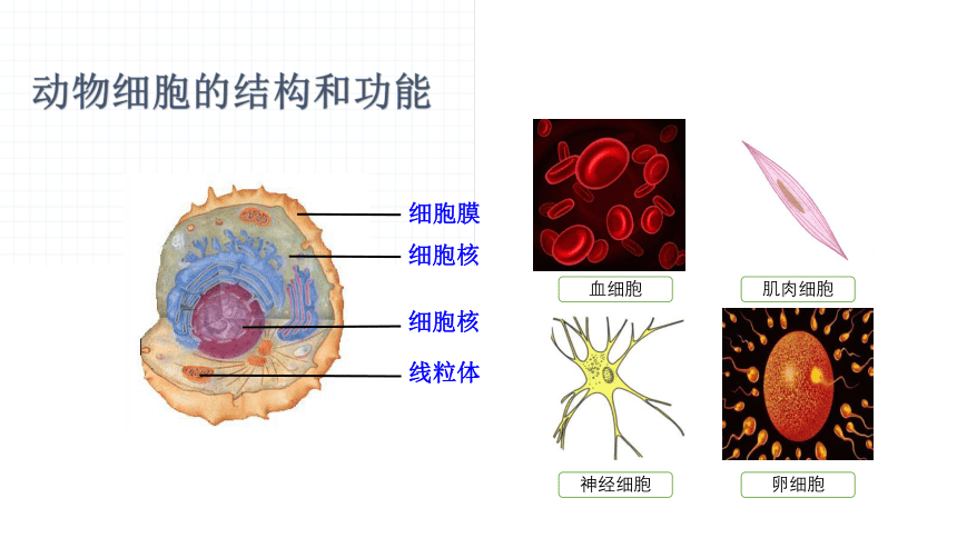 4.1植物体的结构层次 课件(共19张PPT)2022-2023学年沪教版生命科学第二册