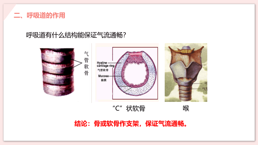 第一节 呼吸道对空气的处理 课件（20张PPT）