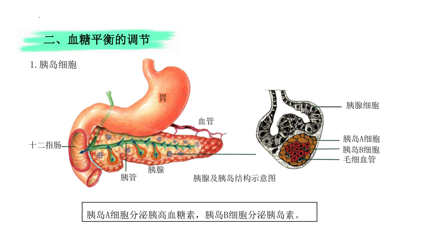 2.2+血糖平衡的调节（课件）-2022-2023学年高二生物同步课堂（苏教版2019选择性必修1）(共27张PPT)