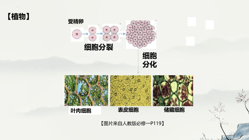 6.2细胞的分化-教学课件-(共25张PPT)人教版（2019）必修1