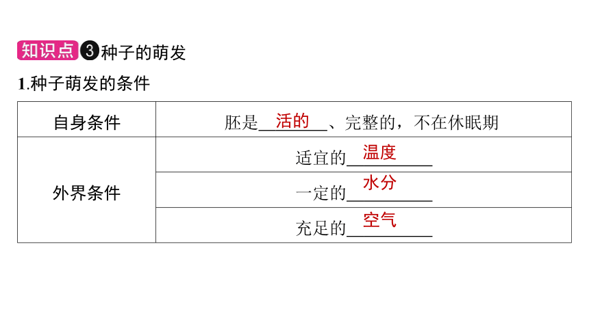 3.2被子植物的一生课件(共47张PPT)