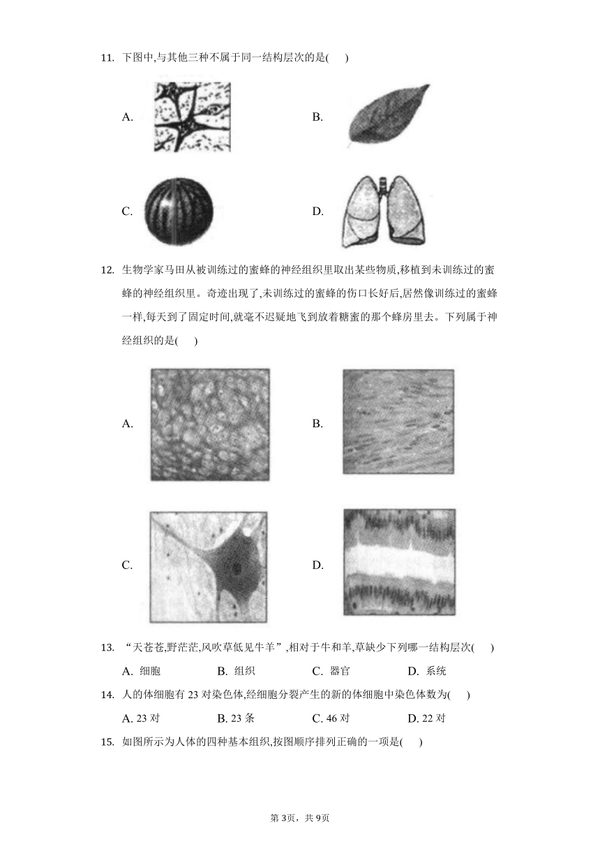 2022-2023学年人教版生物七年级上册同步练习 2.2细胞怎样构成生物体(word版含答案）