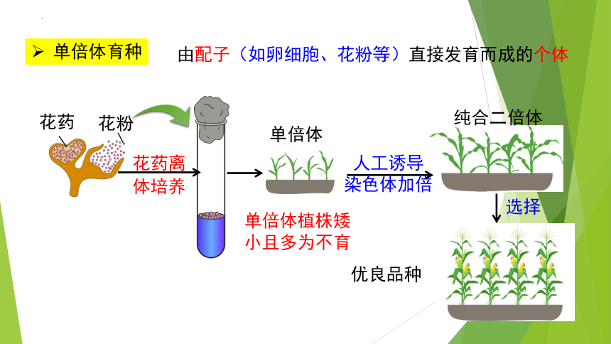 2.1.2植物细胞工程的应用课件(共24张PPT) 人教版选择性必修3