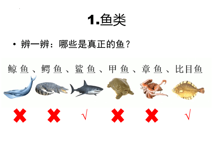 4.2动物 （一）常见的脊椎动物类群 鱼类、两栖类课件(共47张PPT)2022--2023学年沪教版第二册八年级生物