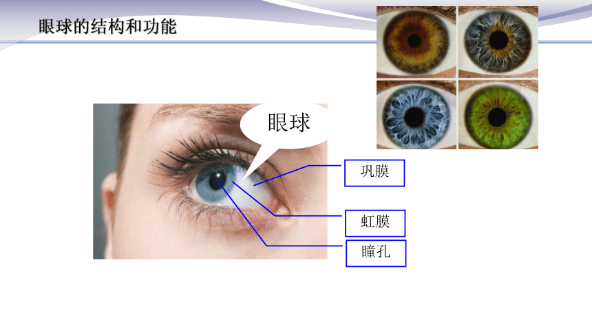 4.6.1 人体对外界环境的感知1 课件（24张PPT） 2020-2021学年人教版七年级生物下册