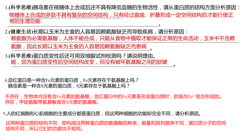 04 蛋白质和核酸-2024年高考生物一轮复习（新教材新高考）（共20张PPT)