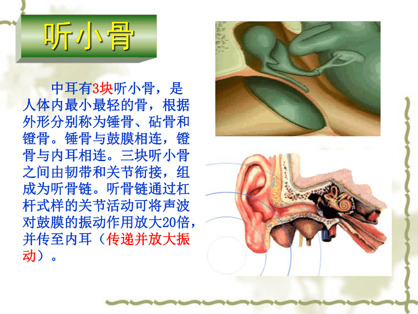 苏科版八上生物 16.2人体外界信息的感知 课件(共23张PPT)