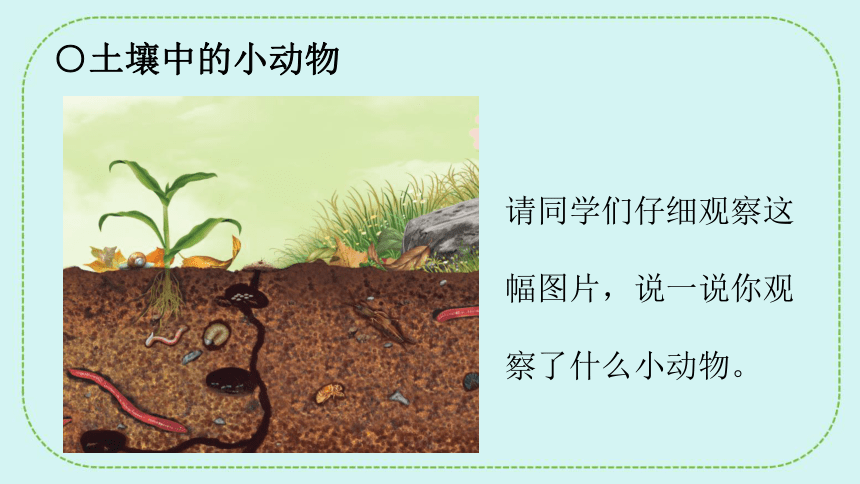 青岛版（六三制2017秋）小学科学 一年级下册 4.14土壤中的小动物  课件(共22张PPT)
