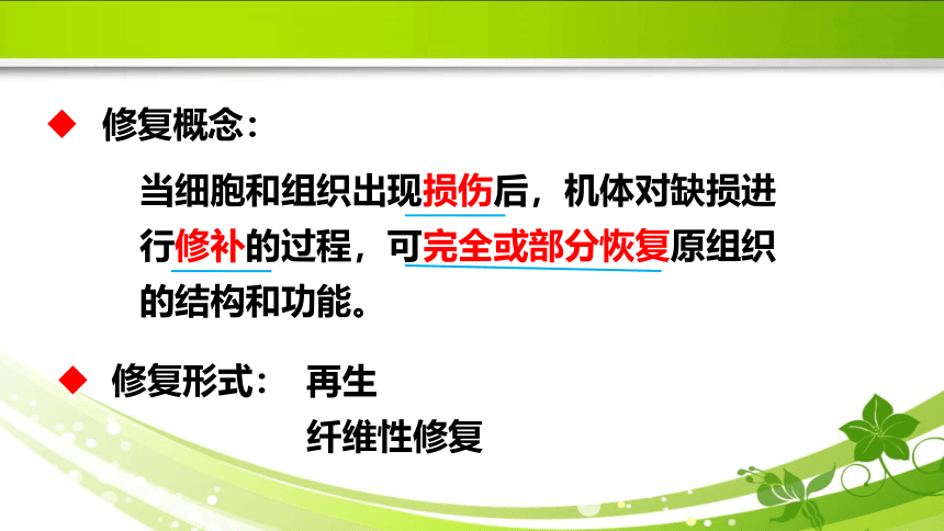 1.3损伤的修复 课件(共31张PPT)《病理学》同步教学（人卫版）