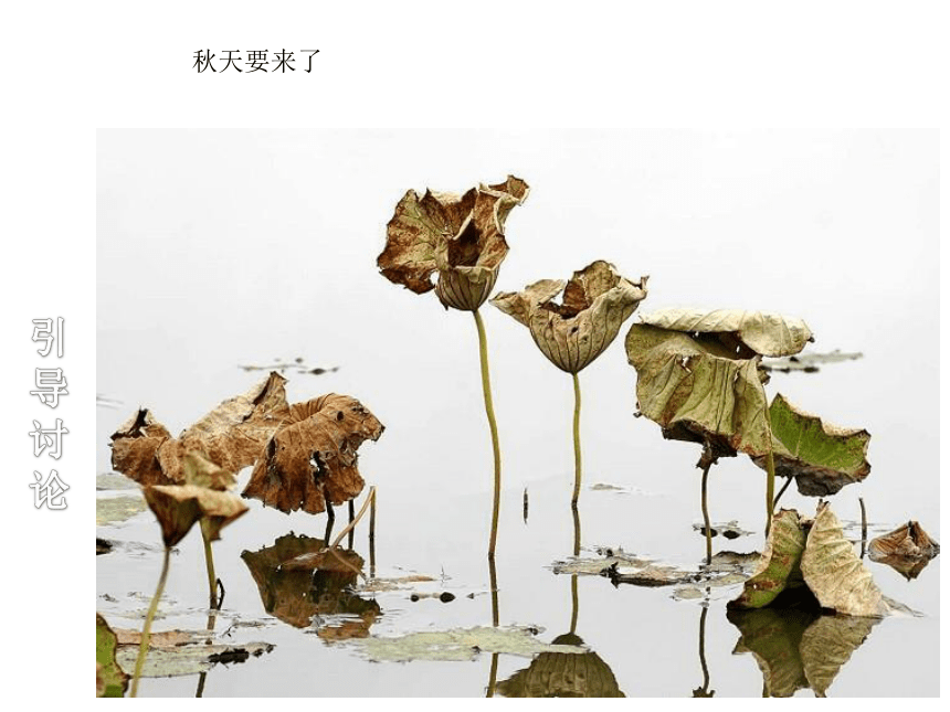 五年级下册美术 课外拓展：枯荷 课件 (18张PPT)