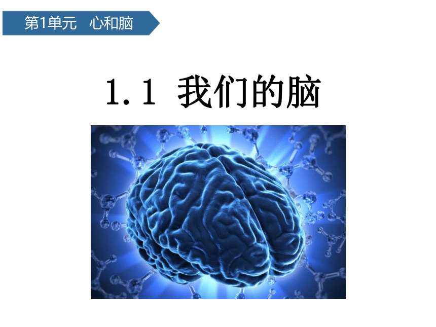 青岛版（六三制2017秋）科学五下课件1-1  我们的脑 课件(共16张PPT)