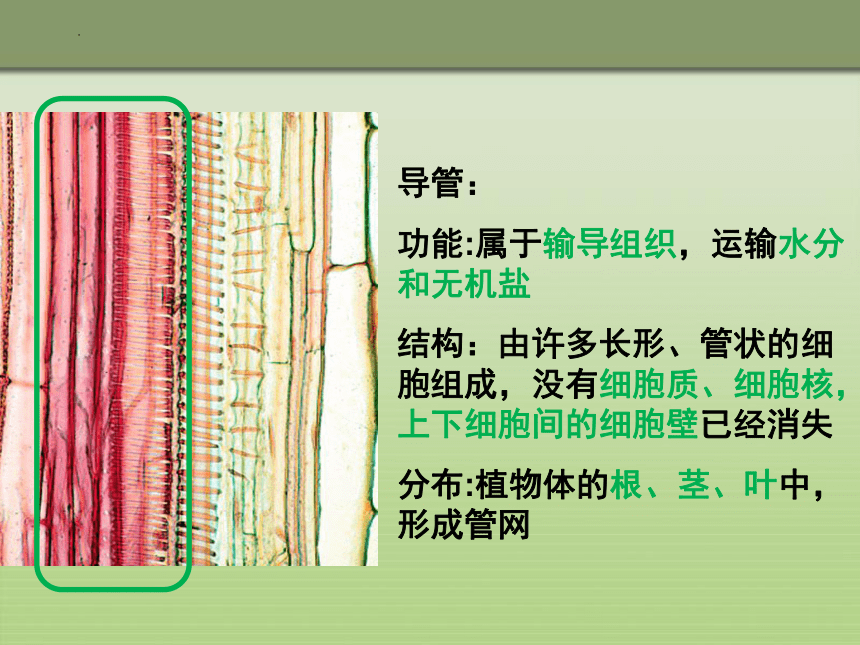 3.3绿色植物与生物圈的水循环课件(共26张PPT)2022-2023学年人教版七年级生物上册