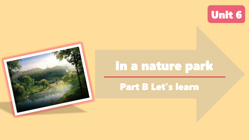 Unit 6 In a nature park B Let’s learn课件(共24张PPT)